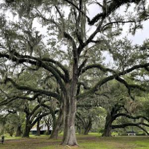 Lakeview Lumberjacks Tree Service