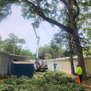 Economy Tree & Land Clearing