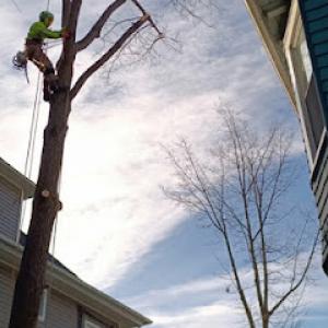 White Oak Tree & Landscaping