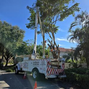 Big Dawgs Tree Service & Stumpgrinding