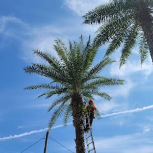 P&P Landscaping & Tree Service