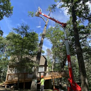 Ward’s Tree Service