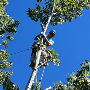 Serenity Tree Care