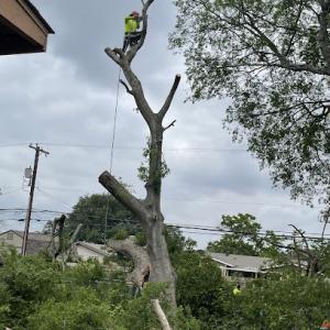 Supreme Tree Service