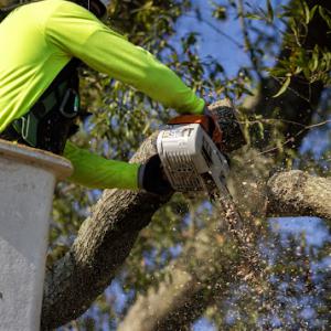 Xylem Tree Care