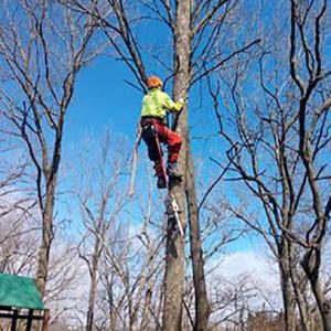 Pitts Lawn & Tree Service