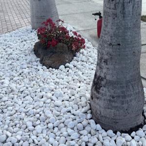 Nurry Tree Services & Nursery