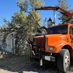 Outdoor Image Tree Care