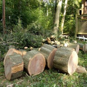 Ralph's Tree Services