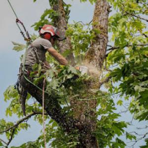 Big Island Coconut Company Professional Tree Care & Landscaping