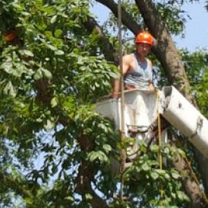 Lavish Lawn Care & Landscaping & Tree Service