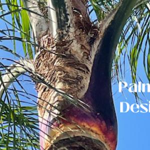 Palm Tree Designers