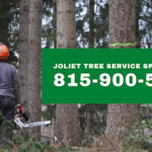 Joliet Tree Service Specialists