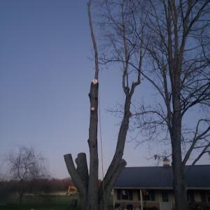 High Climbers Tree Care