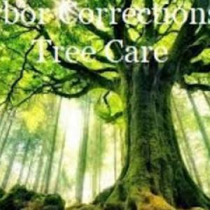 A.C. Tree Care