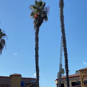 Costa Mesa Pro Tree Care
