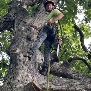 Urban Forestry LLC Tree Experts