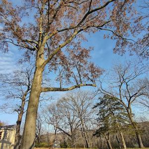 Victor Tosin Tree Service