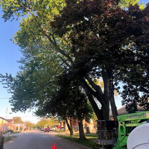 It's Gotta Go Tree Service