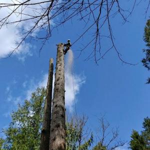 JMV Professional Tree Service