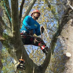 Hector Tree Service