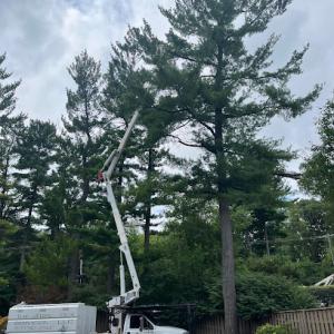 The Tree Guy Services