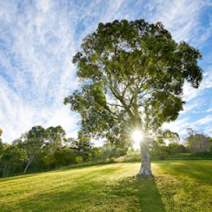 Daugherty Tree Service