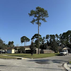 Alpha Tree Services