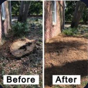 Beaver Tree Stump Grinding