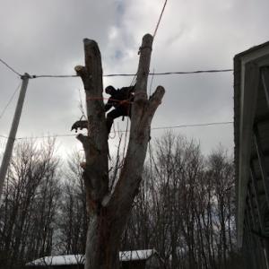 Mangiafico's Tree Service