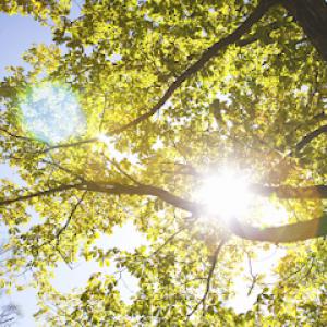 Goodman Tree Service