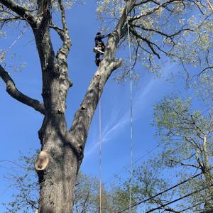 Pereira’s Tree Services