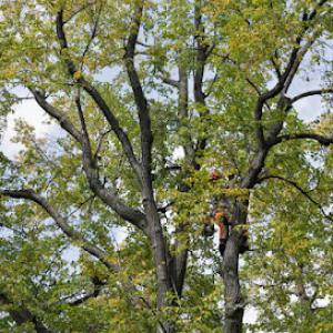 Houston Arbor Care Tree Service