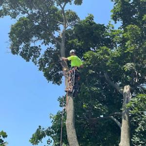 Wilson Tree & Property Services