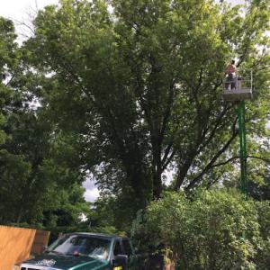 LM Tree Service
