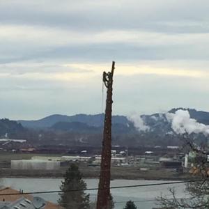 Columbia Tree Professionals