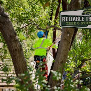Reliable Tree & Stump Removal