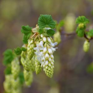 Wassail Ecological Landcare
