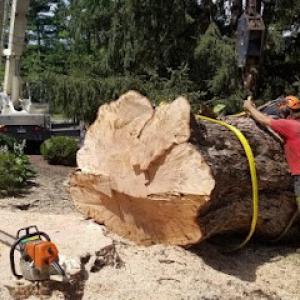 Tri-Cities Tree Service - Cabin Fever
