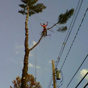 Limber Tree Services