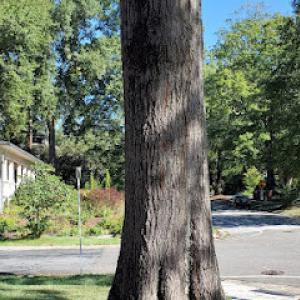 Timberman Tree Service