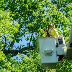 Utility Arborist of Tennessee