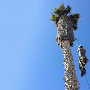 Ocean Beach Arborists