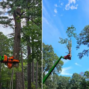 CHT Chino Hills Tree Services