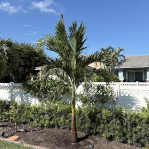 Taku’s Palm Tree Service