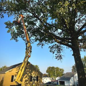 TC Tree Services