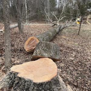 Pro Beaver Tree Service