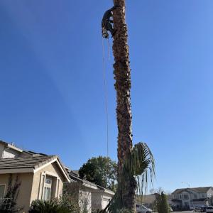 Legacy Tree Services