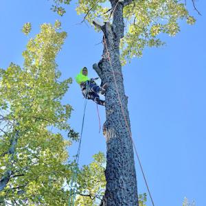 Kingsman Tree Service