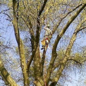 Lawrence Tree Service